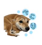 柴犬スタンプver.ヒナ（個別スタンプ：29）