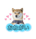柴犬スタンプver.ヒナ（個別スタンプ：30）