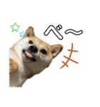 柴犬スタンプver.ヒナ（個別スタンプ：31）