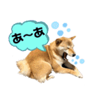 柴犬スタンプver.ヒナ（個別スタンプ：34）