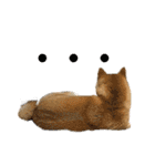 柴犬スタンプver.ヒナ（個別スタンプ：35）