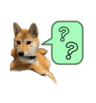 柴犬スタンプver.ヒナ（個別スタンプ：36）