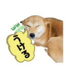 柴犬スタンプver.ヒナ（個別スタンプ：37）