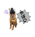 柴犬スタンプver.ヒナ（個別スタンプ：38）