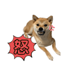 柴犬スタンプver.ヒナ（個別スタンプ：39）