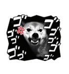 柴犬スタンプver.ヒナ（個別スタンプ：40）