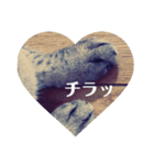 保護ネコのあっちゃん様（個別スタンプ：1）
