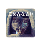 保護ネコのあっちゃん様（個別スタンプ：3）