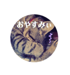 保護ネコのあっちゃん様（個別スタンプ：5）