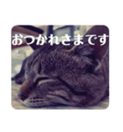 保護ネコのあっちゃん様（個別スタンプ：6）