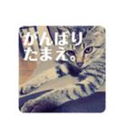 保護ネコのあっちゃん様（個別スタンプ：8）