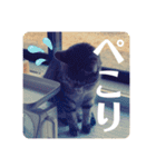 保護ネコのあっちゃん様（個別スタンプ：10）