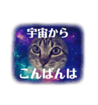 保護ネコのあっちゃん様（個別スタンプ：11）