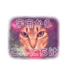 保護ネコのあっちゃん様（個別スタンプ：14）