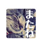保護ネコのあっちゃん様（個別スタンプ：15）