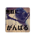 保護ネコのあっちゃん様（個別スタンプ：16）