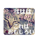 保護ネコのあっちゃん様（個別スタンプ：19）