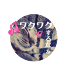 保護ネコのあっちゃん様（個別スタンプ：26）
