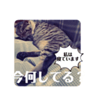 保護ネコのあっちゃん様（個別スタンプ：31）