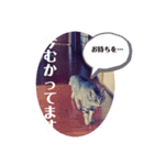 保護ネコのあっちゃん様（個別スタンプ：32）