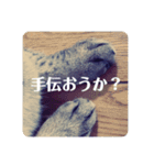 保護ネコのあっちゃん様（個別スタンプ：34）