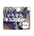 保護ネコのあっちゃん様（個別スタンプ：35）