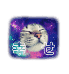保護ネコのあっちゃん様（個別スタンプ：36）