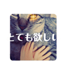保護ネコのあっちゃん様（個別スタンプ：39）