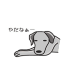黒ラブ life  ー真っ黒犬の休日 ー（個別スタンプ：1）