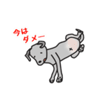 黒ラブ life  ー真っ黒犬の休日 ー（個別スタンプ：5）