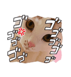まるたそのスタンプ（個別スタンプ：5）