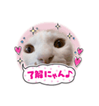 まるたそのスタンプ（個別スタンプ：7）