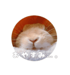 ネザーのみみちゃん3（個別スタンプ：5）