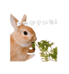 ネザーのみみちゃん3（個別スタンプ：6）