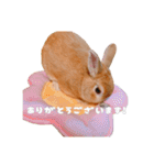 ネザーのみみちゃん3（個別スタンプ：8）