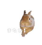 ネザーのみみちゃん3（個別スタンプ：17）