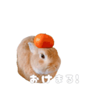 ネザーのみみちゃん3（個別スタンプ：19）