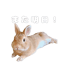 ネザーのみみちゃん3（個別スタンプ：20）
