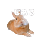 ネザーのみみちゃん3（個別スタンプ：24）