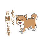 柴犬のもなか（個別スタンプ：1）