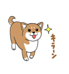 柴犬のもなか（個別スタンプ：23）