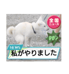 豆柴マメ太の日常2（個別スタンプ：1）