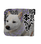 豆柴マメ太の日常2（個別スタンプ：3）