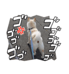 豆柴マメ太の日常2（個別スタンプ：7）