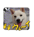 豆柴マメ太の日常2（個別スタンプ：9）