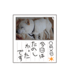 豆柴マメ太の日常2（個別スタンプ：12）