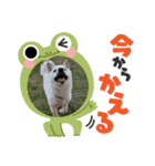 豆柴マメ太の日常2（個別スタンプ：14）