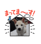 豆柴マメ太の日常2（個別スタンプ：15）