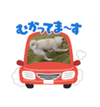 豆柴マメ太の日常2（個別スタンプ：16）