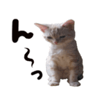 かわいい子猫のオノマトペスタンプ（個別スタンプ：1）